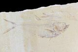 Multiple Fossil Fish (Knightia & Diplomystus) - Wyoming #74121-1